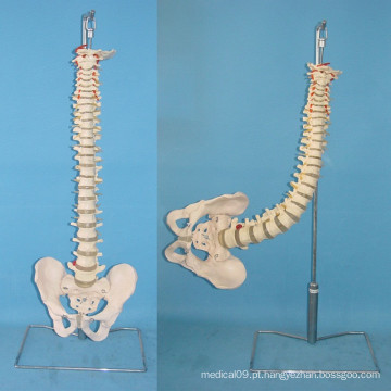 Vertebra flexível humana com modelo médico de esqueleto de pelve (R020717)